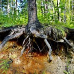 2013-07-21_116_e1 2013-07-21_116_e1