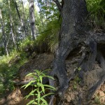 2013-07-21_124 2013-07-21_124