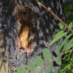 2013-07-21_270 2013-07-21_270